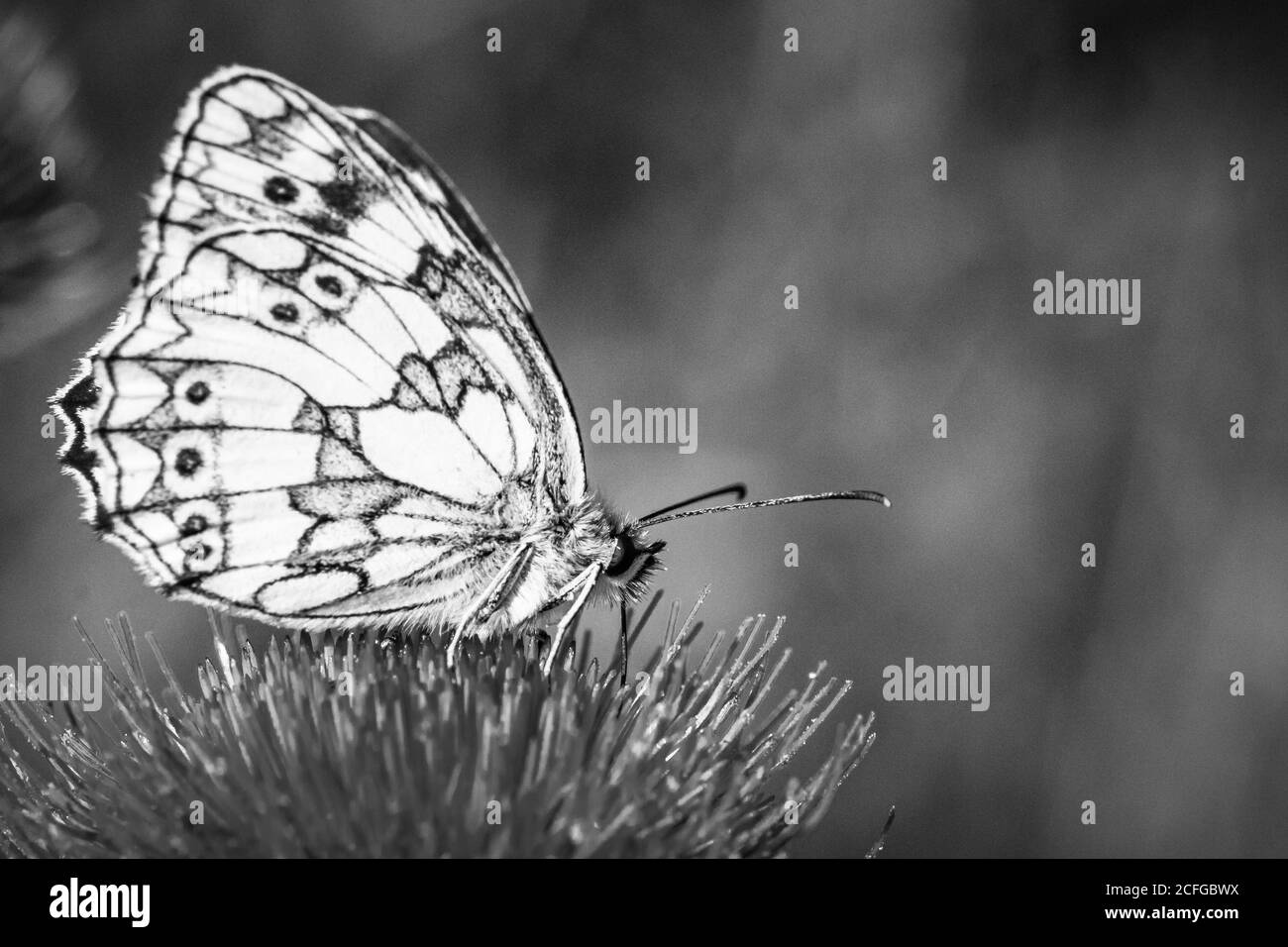 The black and white image shows up the marbling of the marbled white (Melanargia galathea) butterfly Stock Photo