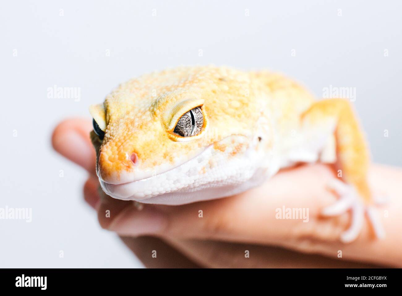 Closeup of small yellow lizard in human palms on white background Stock Photo