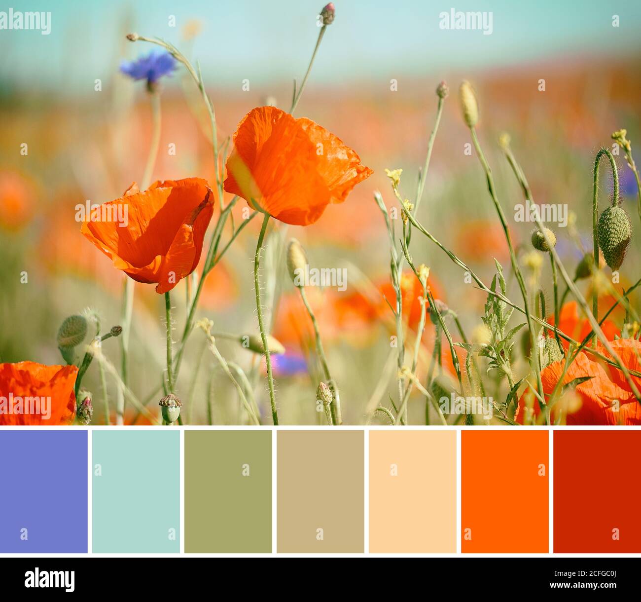 Color matching palette from close-up on red and orange poppies, bright ...