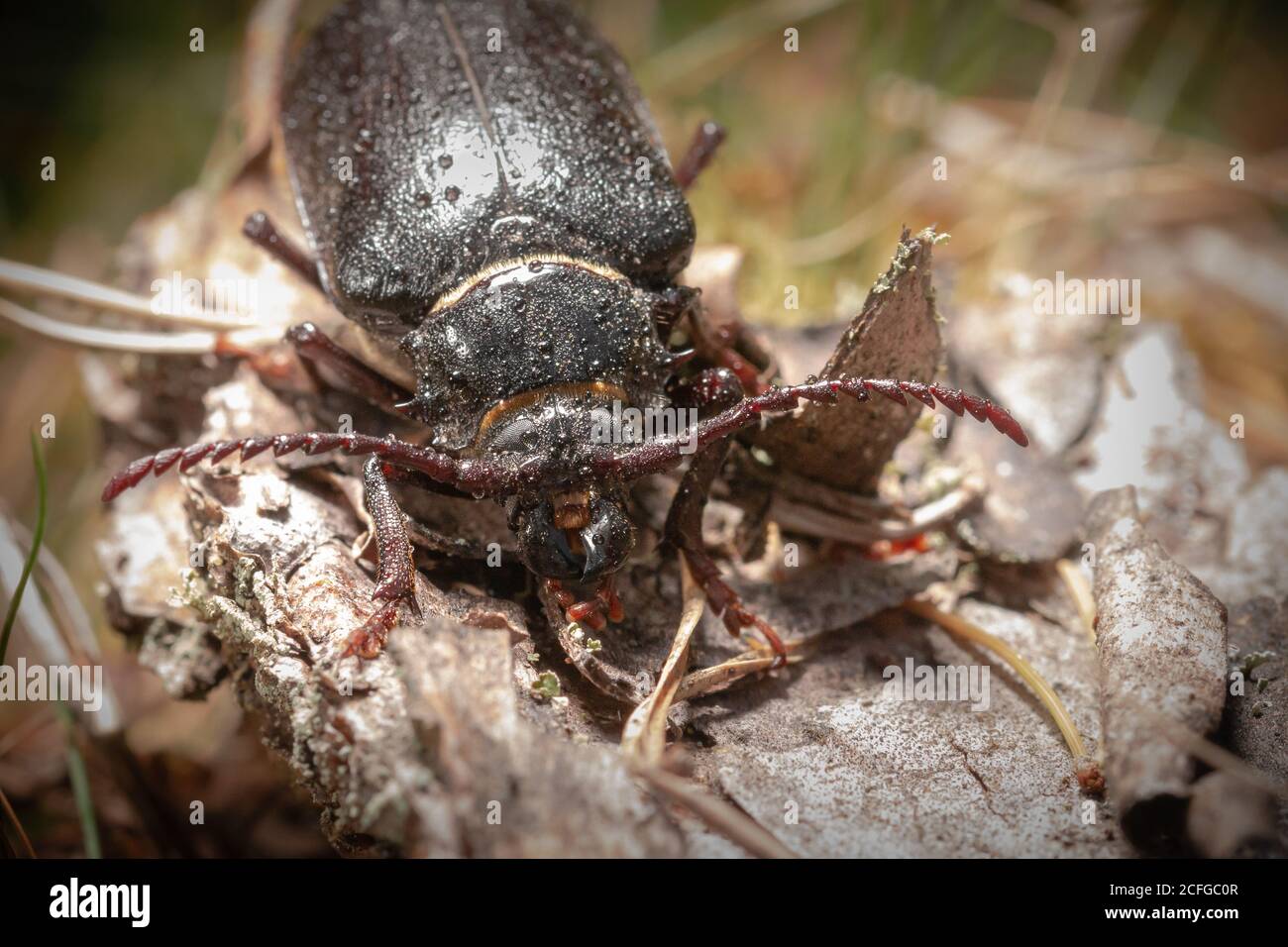 Head on view of the Sawyer beetle (Prionus coriarius) waiting in a West Sussex common Stock Photo
