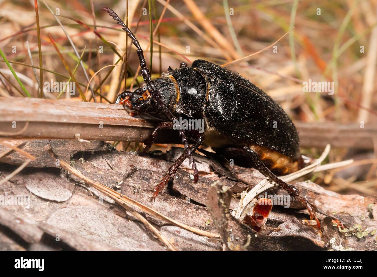 As dusk approaches the female Prionus coriarius beetle leaves cover to attract the males Stock Photo