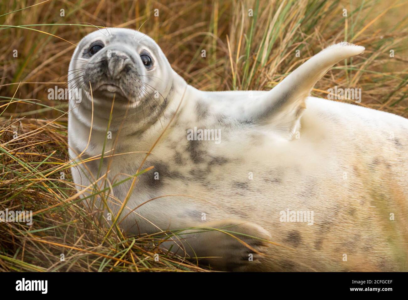 The young seal pup (Halichoerus grypus) rolls around in the grassy dune of Horsey Gap Stock Photo