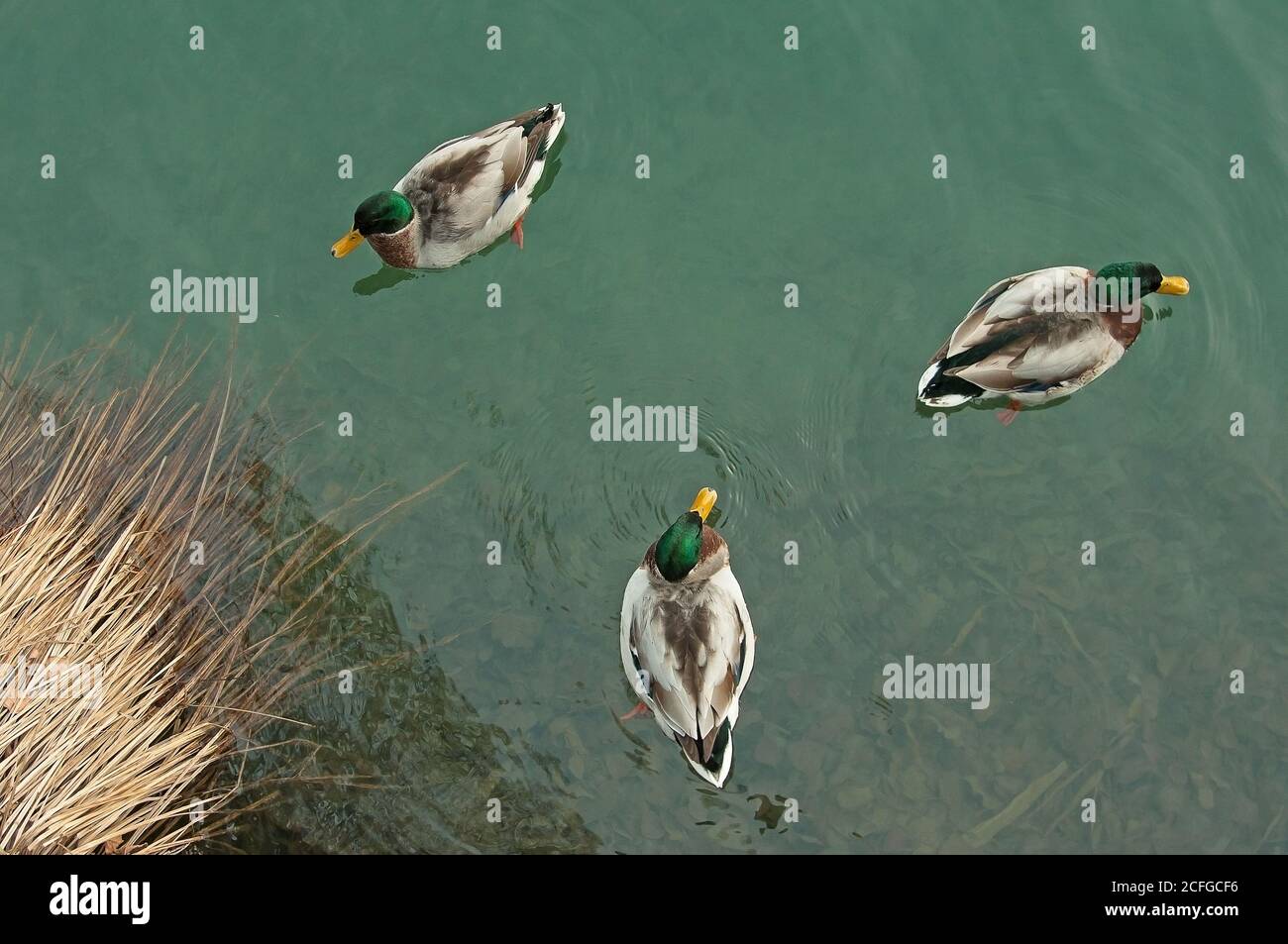 3 ducks swimming together on the green water lake in different diretions Stock Photo