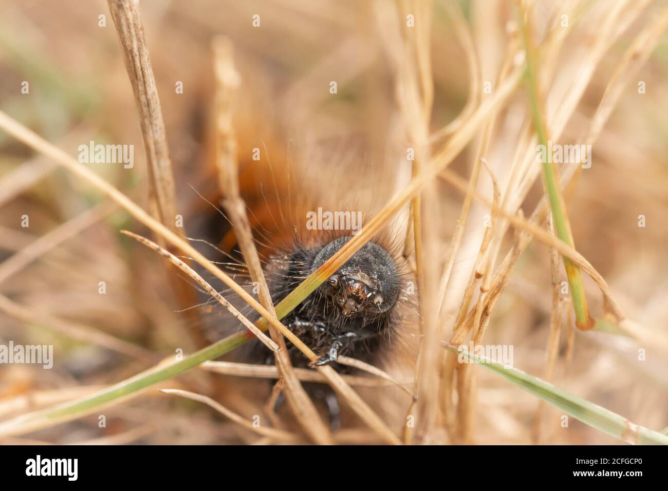 A fox moth caterpillar (Macrothylacia rubi) peers around the drying grass of a Suffolk heathland Stock Photo