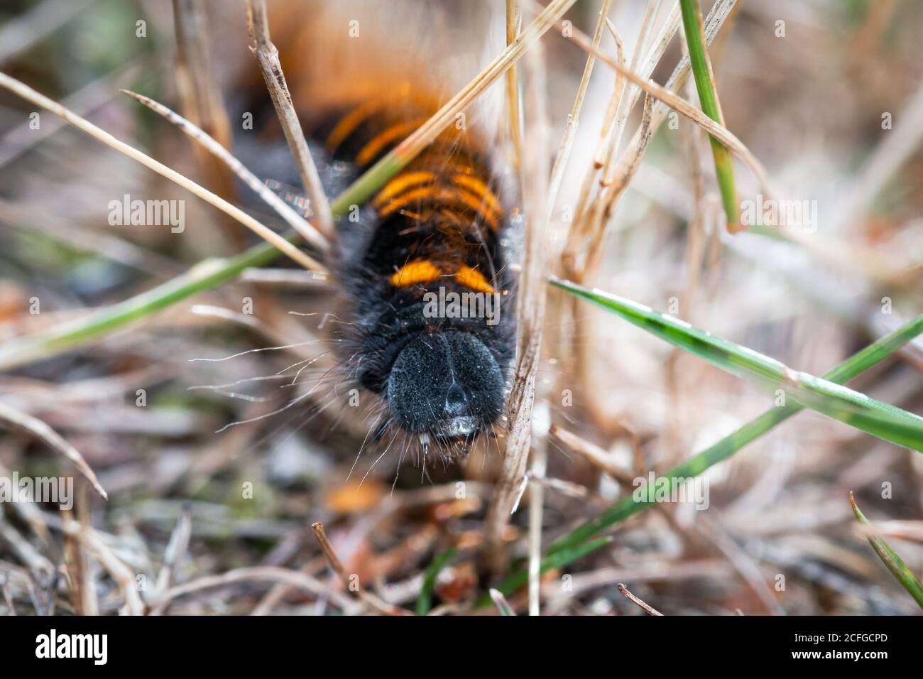 The fox moth caterpillar (Macrothylacia rubi) crawls through the grassy path of a Suffolk heathland Stock Photo