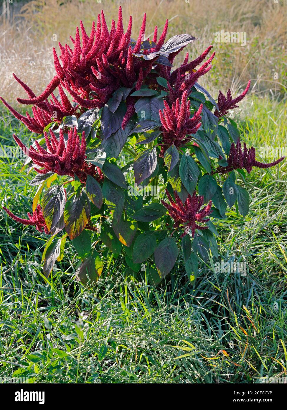 The green red plant of Amaranth Stock Photo