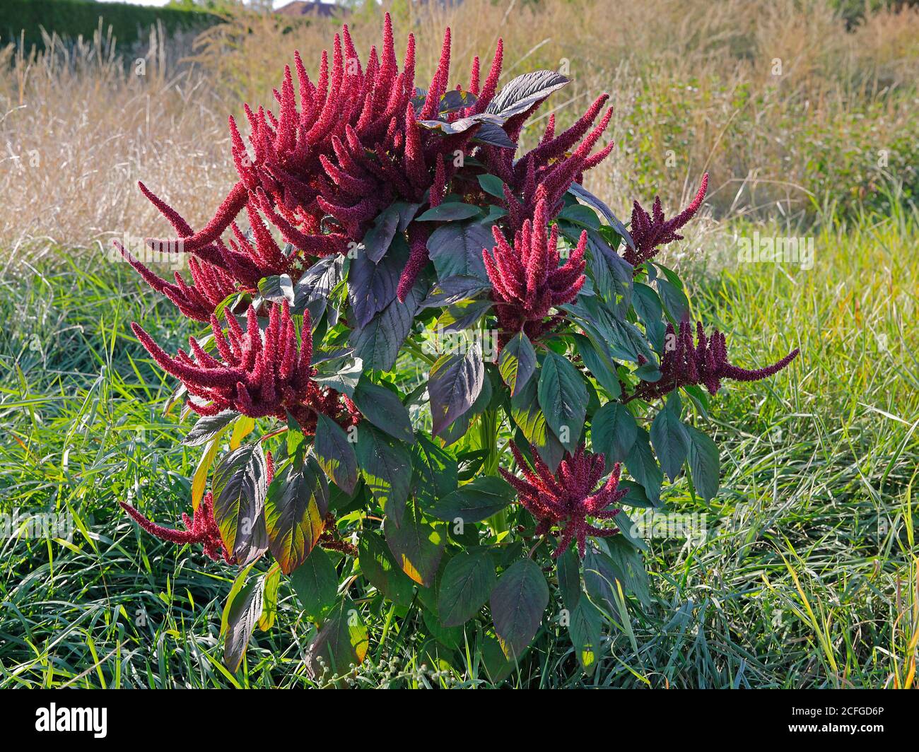 The green red plant of Amaranth Stock Photo