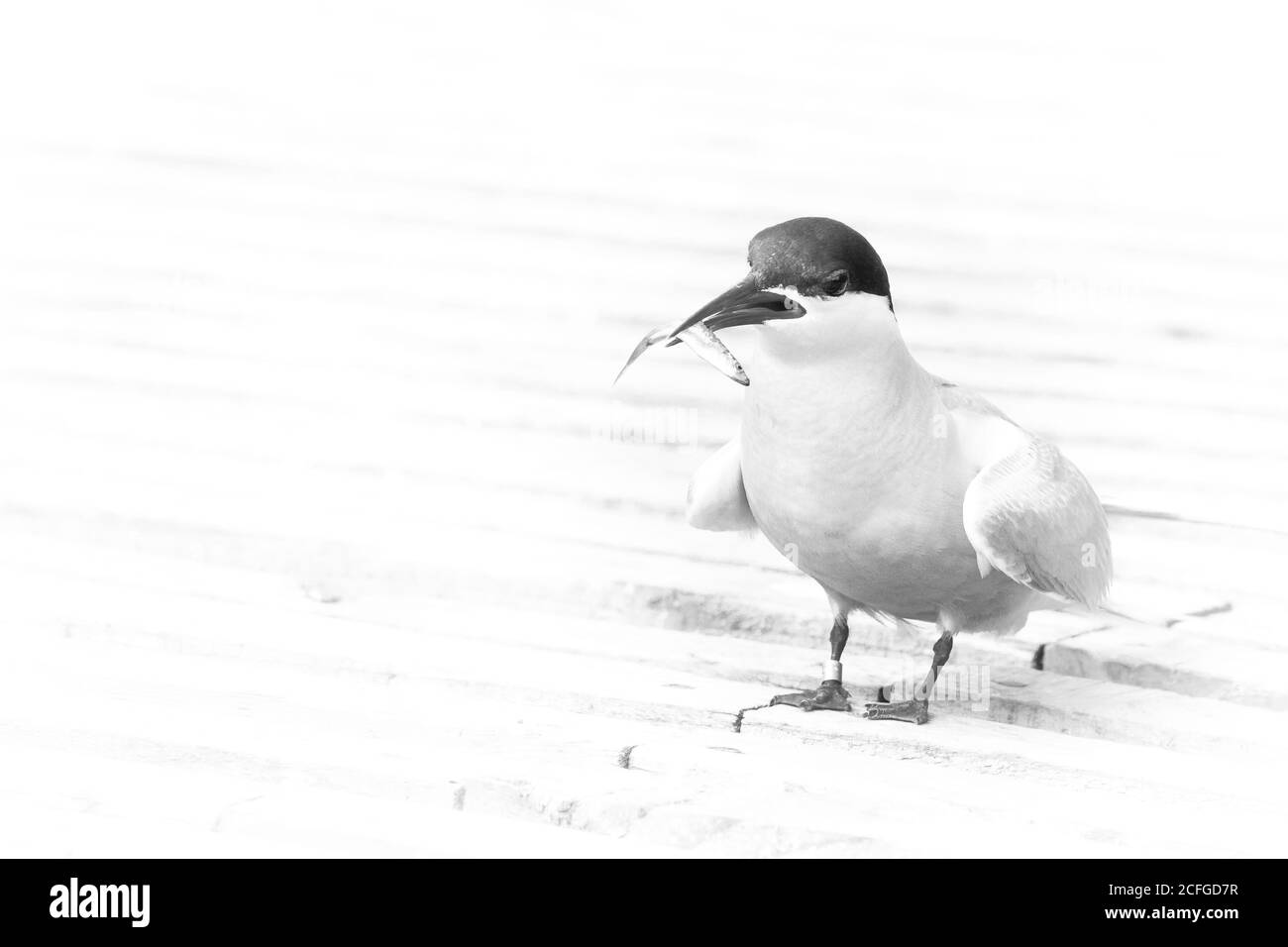 Black and white image of an arctic tern sitting on the path holding a fish in its beak on the Farne Islands Stock Photo