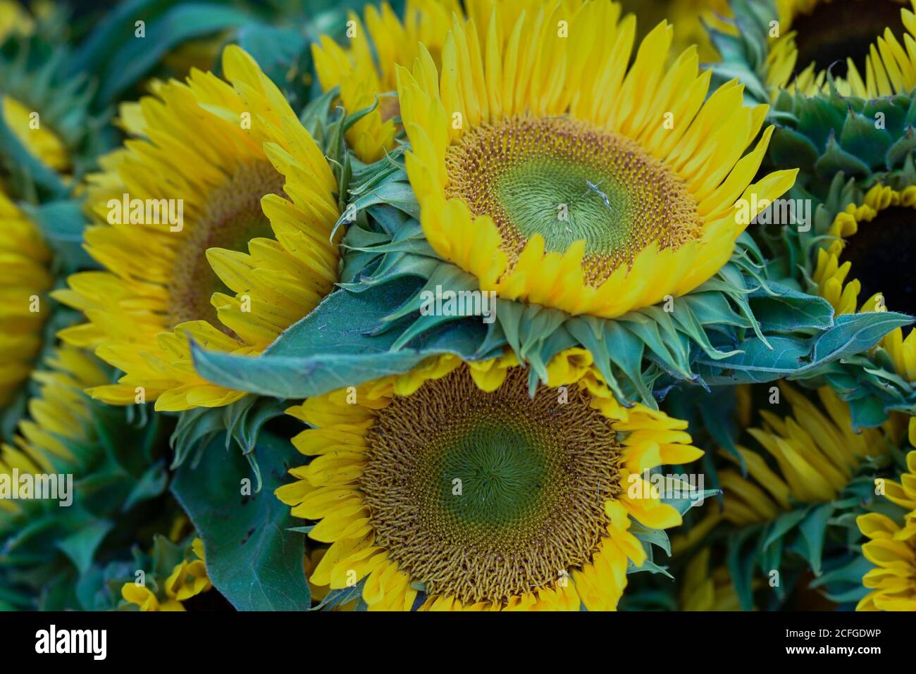Sunflowers on a farmer market Stock Photo Alamy