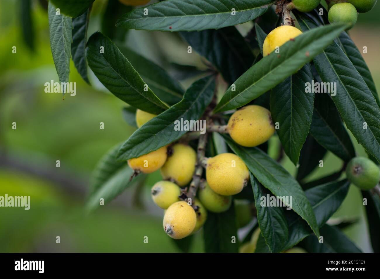 Loquat tree with fruits on it Stock Photo