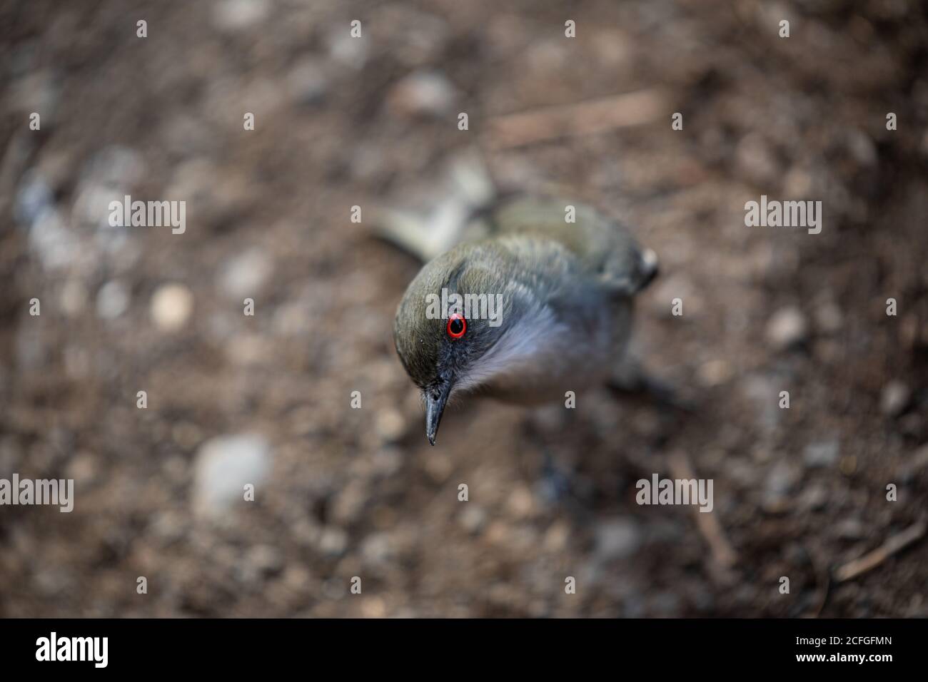 Bird red eyes hires stock photography and images Alamy