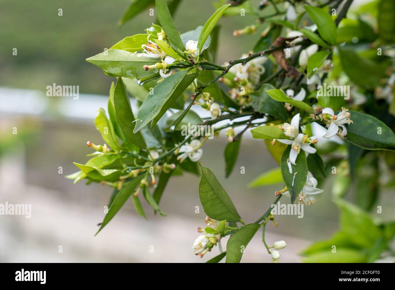 Blooming tree in the spring Stock Photo