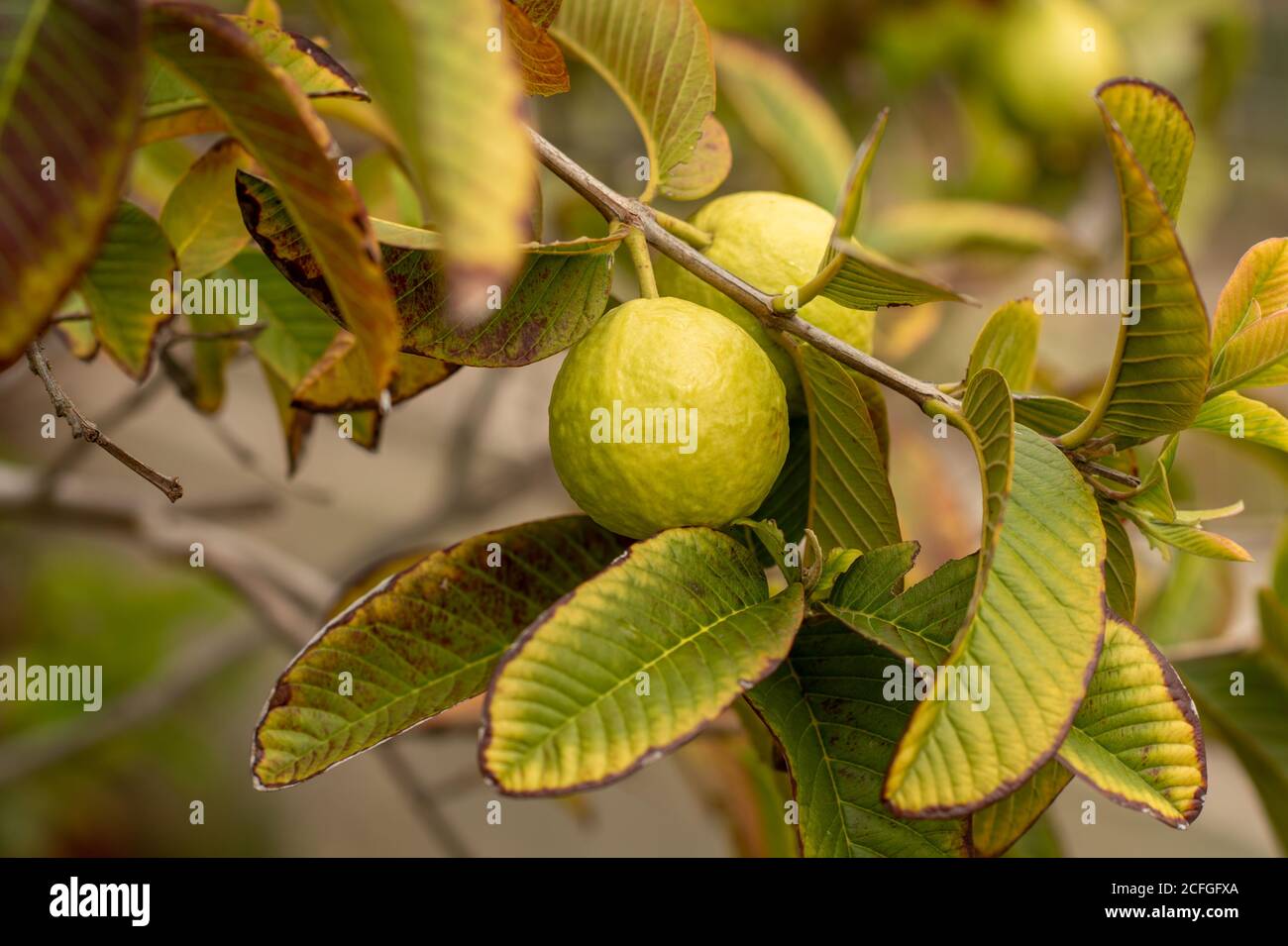 Guava trees hires stock photography and images Alamy