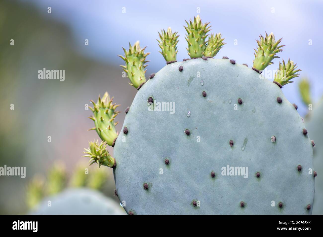 Closeup of opuntia cactus Stock Photo