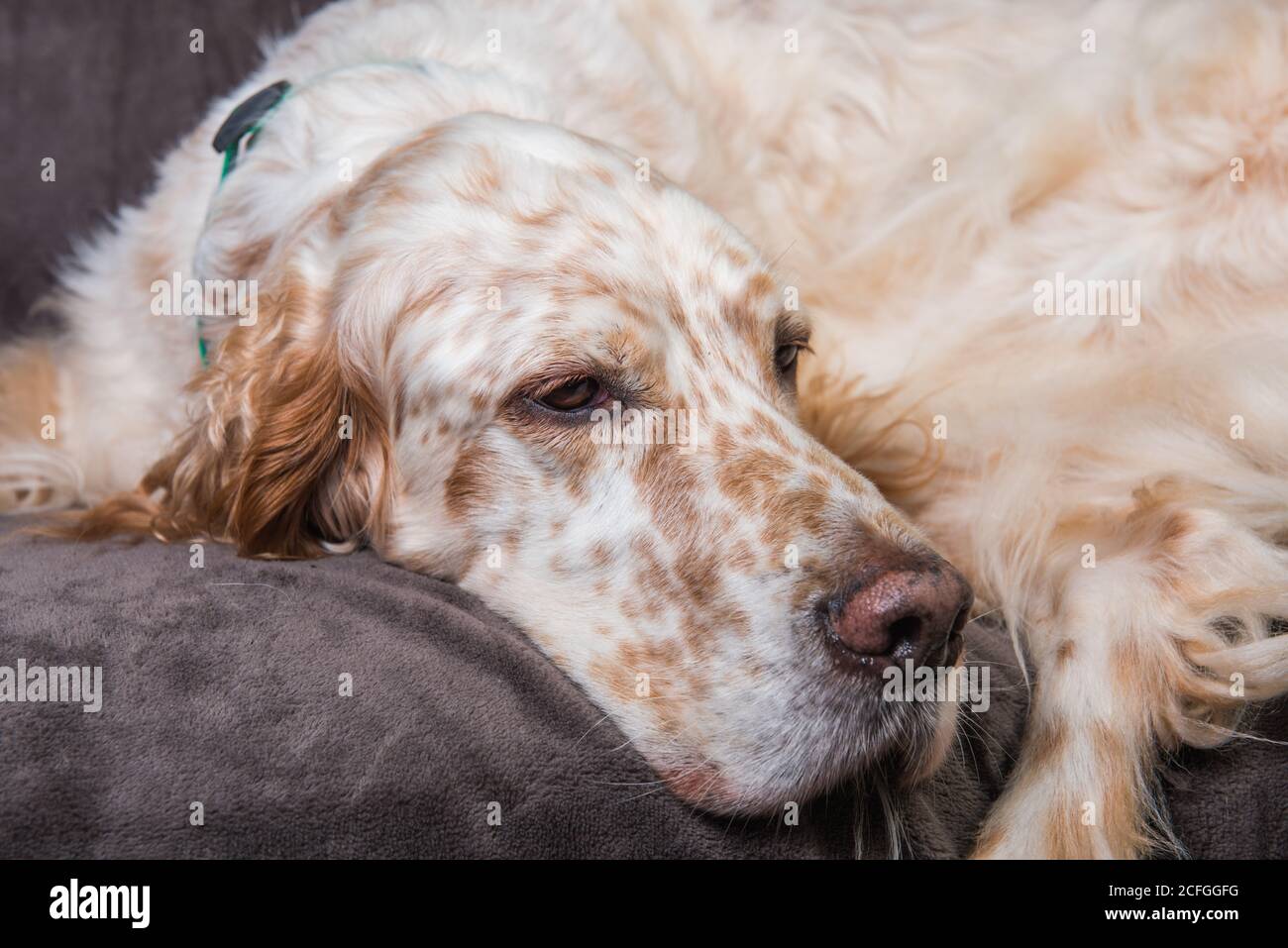Beautiful English Setter with brown spots sleeping Stock Photo