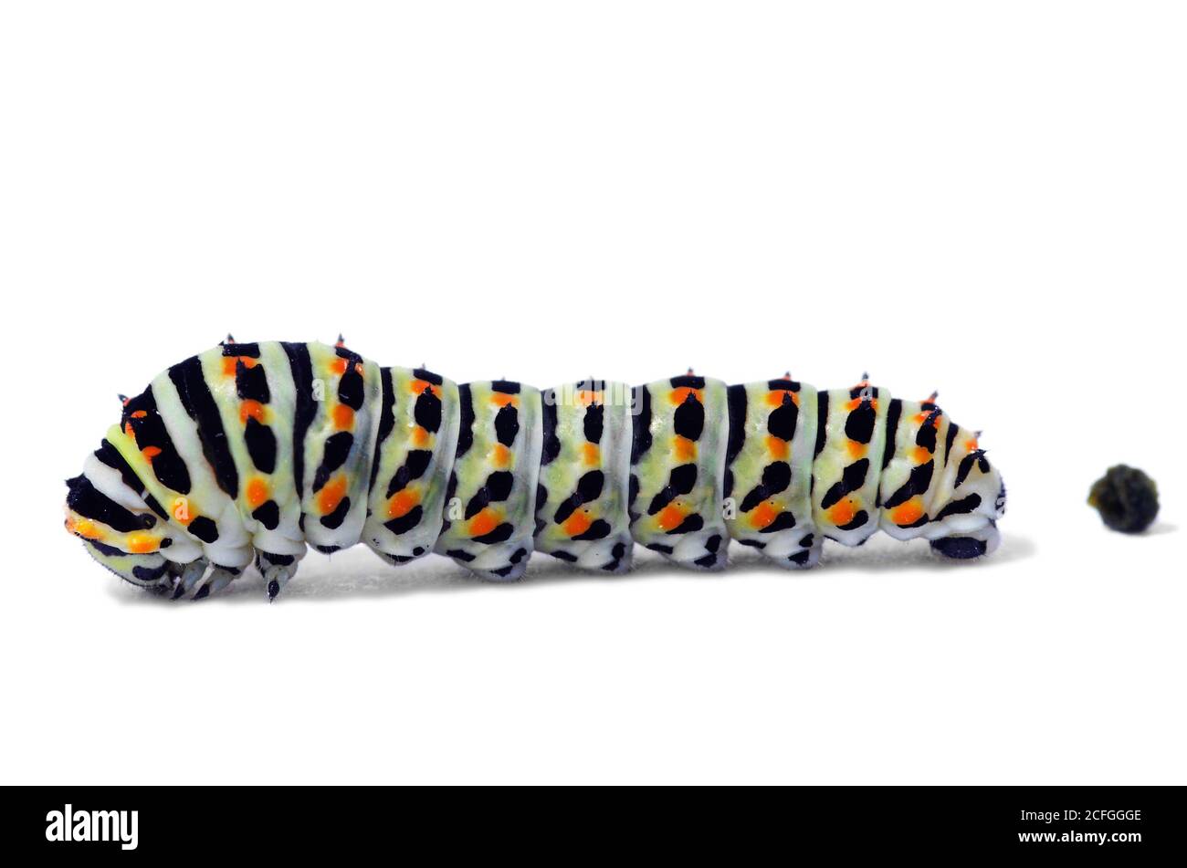 Lateral view of a Swallowtail butterfly (Papilio machaon) caterpillar and a faecal ball isolated over a white background. Intermediate instar. Lisbon, Stock Photo