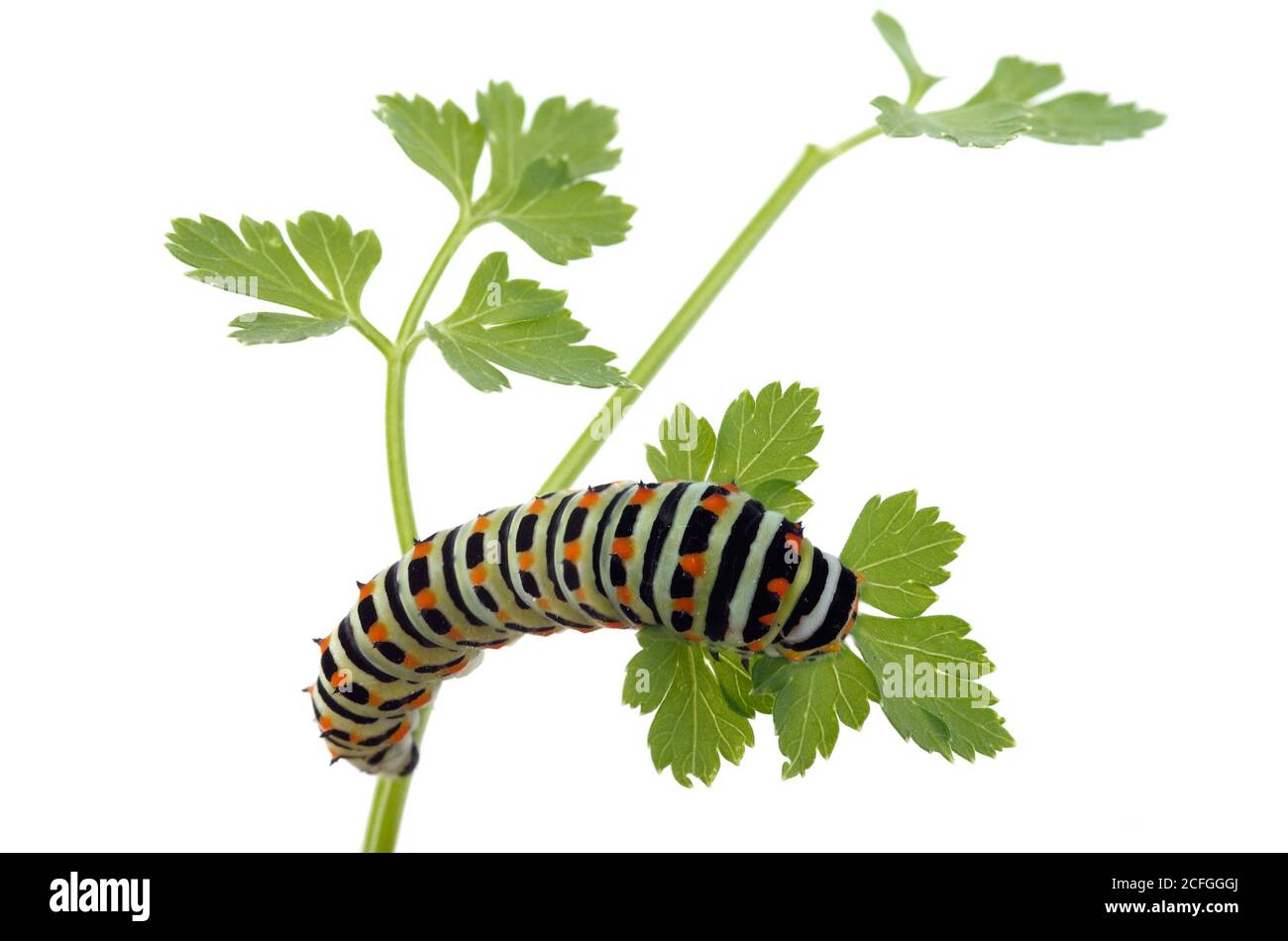 Dorsal view of a Swallowtail butterfly (Papilio machaon) caterpillar feeding of a parsley twig isolated over a white background. Intermediate instar. Stock Photo