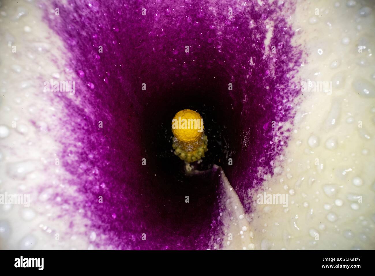 Calla lily with water drops hi-res stock photography and images - Alamy