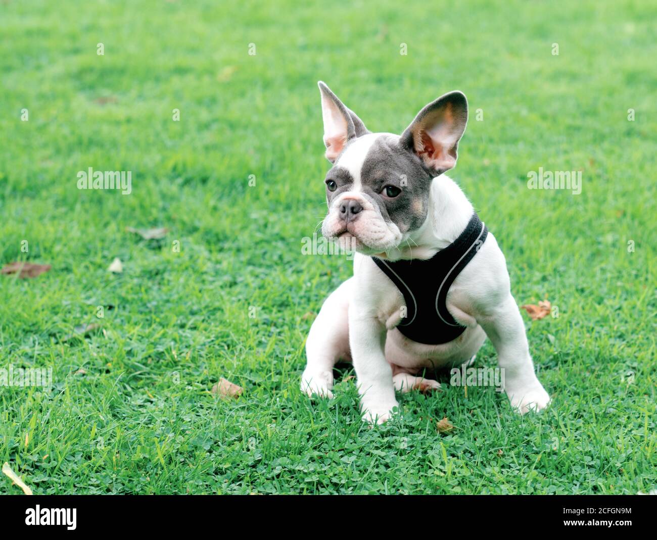 Puppy of White French Bulldog in black harness out for a walk sitting on the green grass in Summer Stock Photo