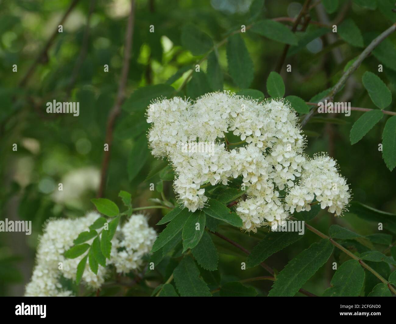 Flowering branch of mountain ash close to Stock Photo - Alamy