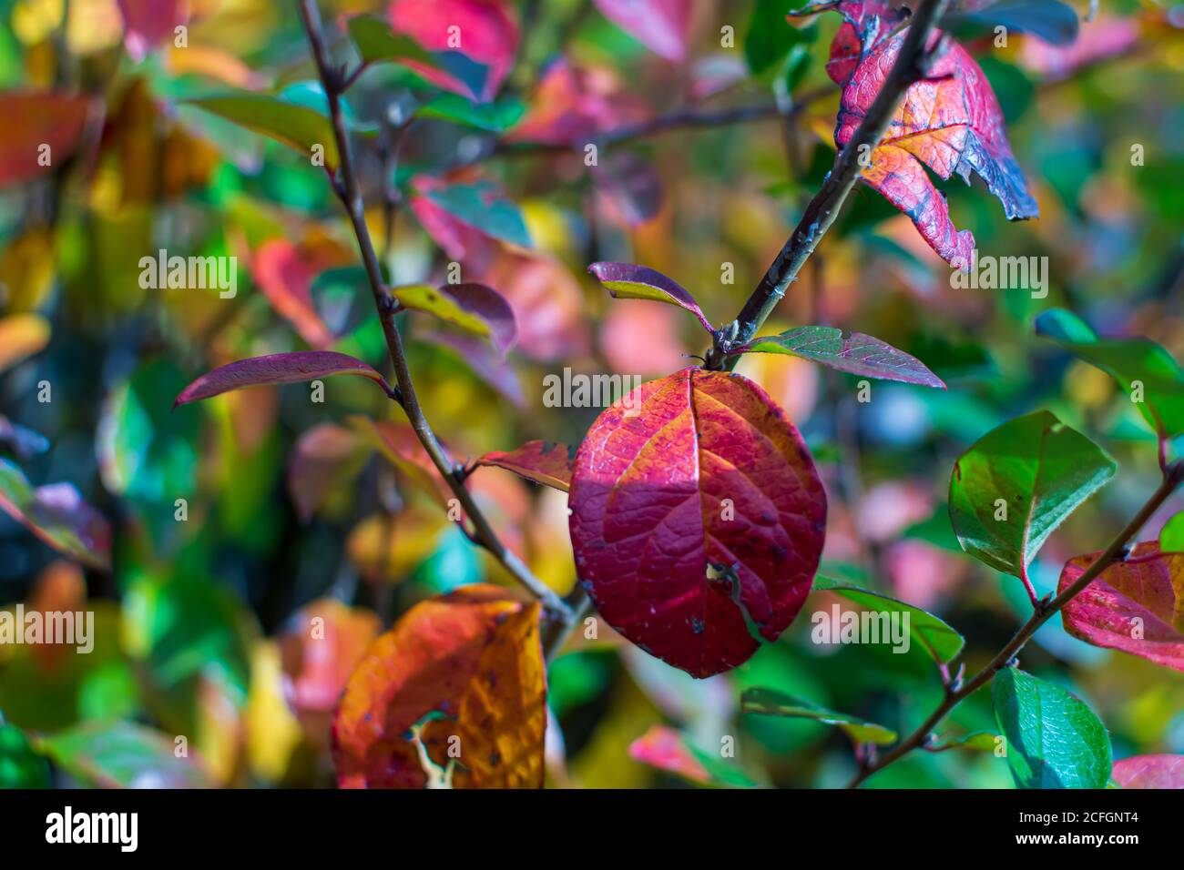 Orange red yellow green shiny cotoneaster (Cotoneaster lucidus) leaves background Stock Photo