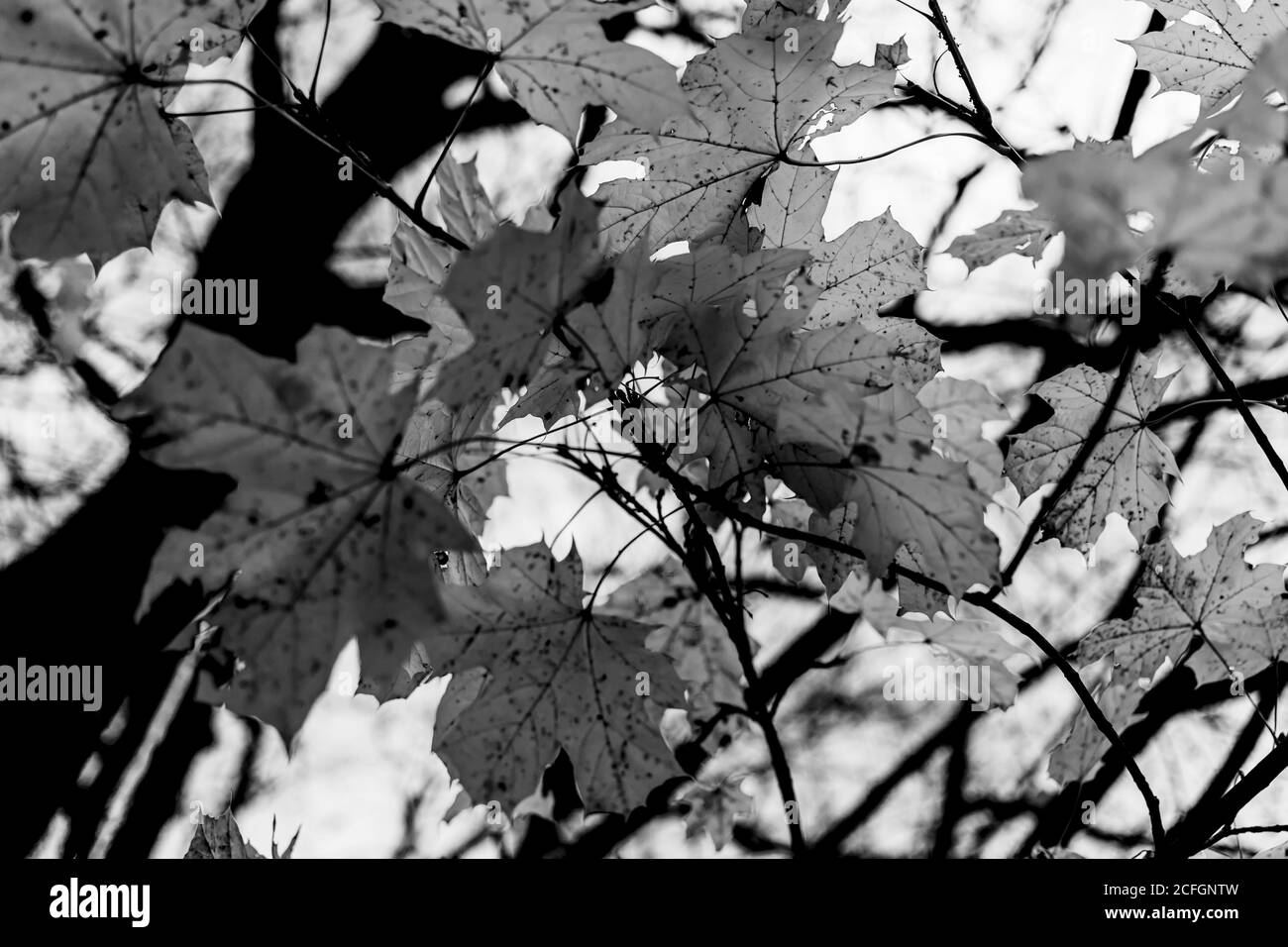Black and white foliage in the autumn park Stock Photo