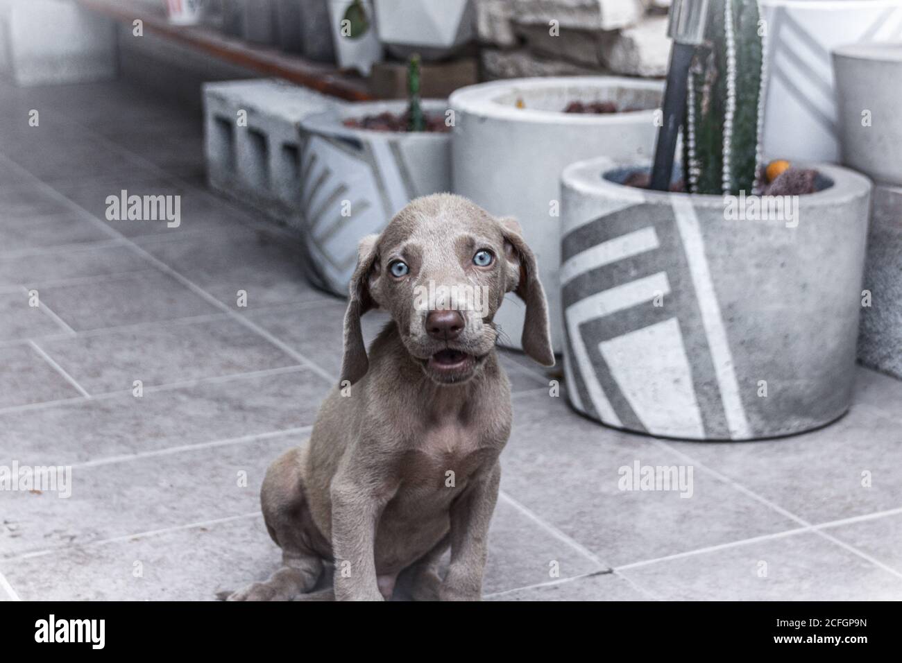 Photograph of a little Weimaraner puppy dog Stock Photo