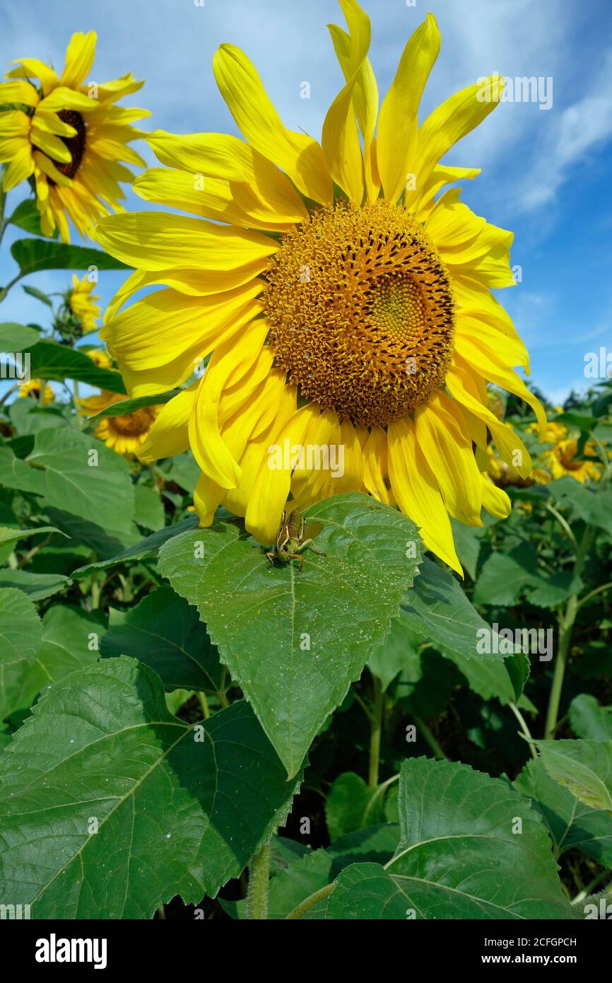 sunflower, Prince Edward Island, Canada Stock Photo