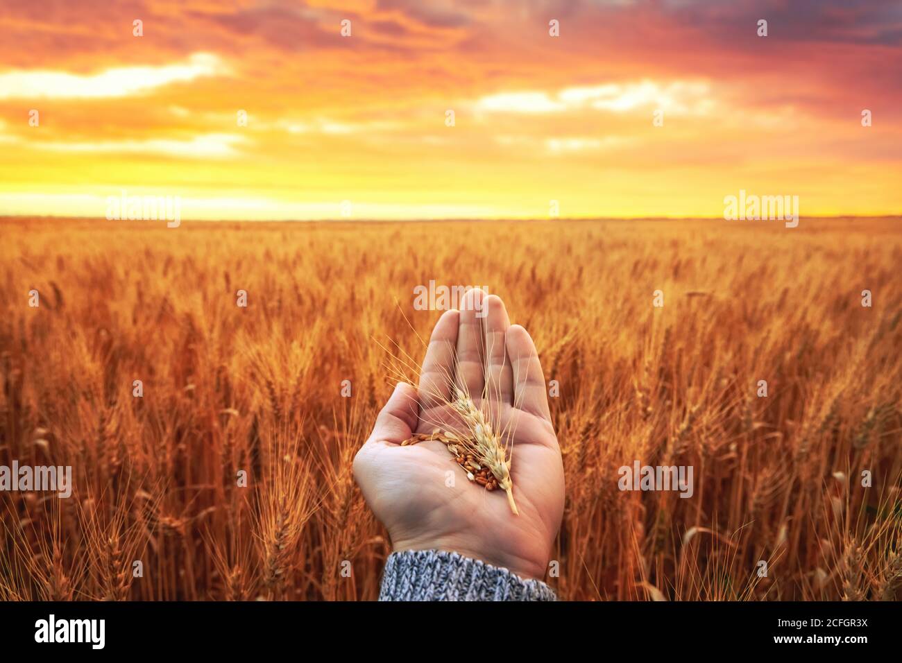 Golden ears in hand on wheat field. Harvest, countryside Stock Photo ...