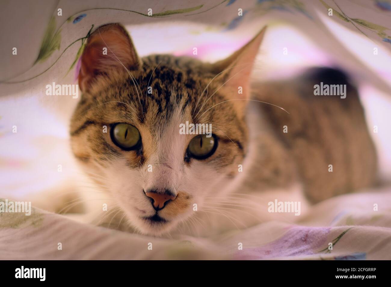 Gorgeous tabby cat with green eyes, staring intensely at the camera, under the bedsheets. Stock Photo