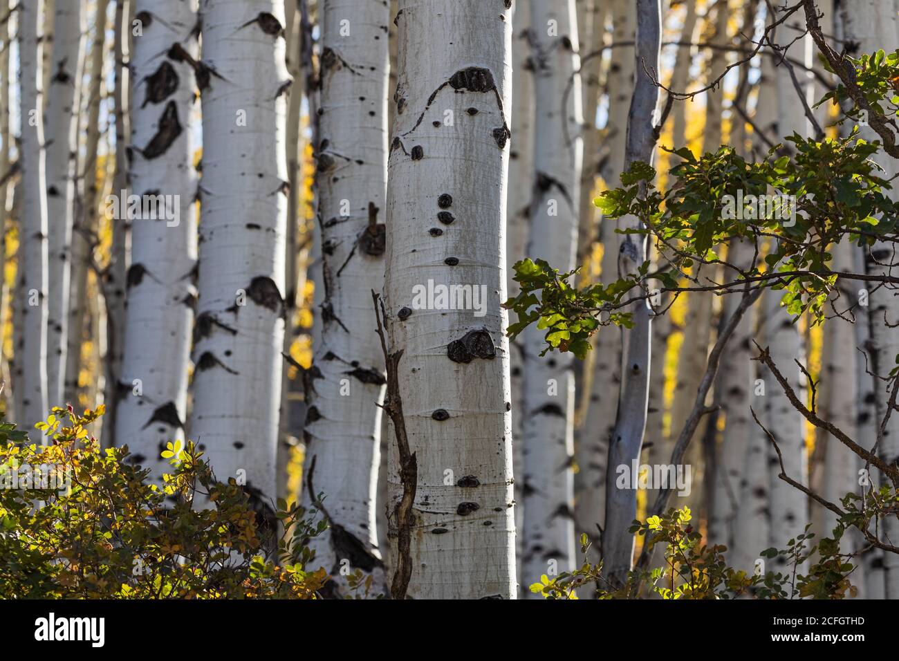 Aspen trees trunks with fall colors in the Uncompahgre National Forest near Owl Creek Pass, Colorado Stock Photo