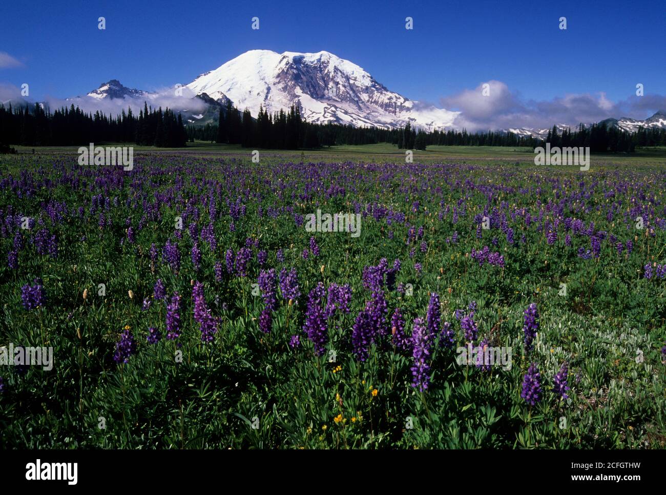 Mt Rainier from Grand Park, Mt Rainier National Park, Washington Stock