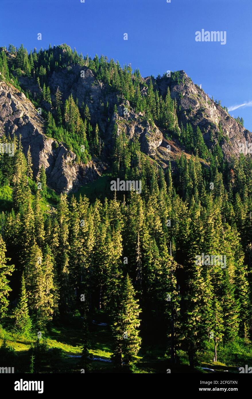 Forest on Anderson Butte, NoisyDiosbud Wilderness, Mt BakerSnoqualmie