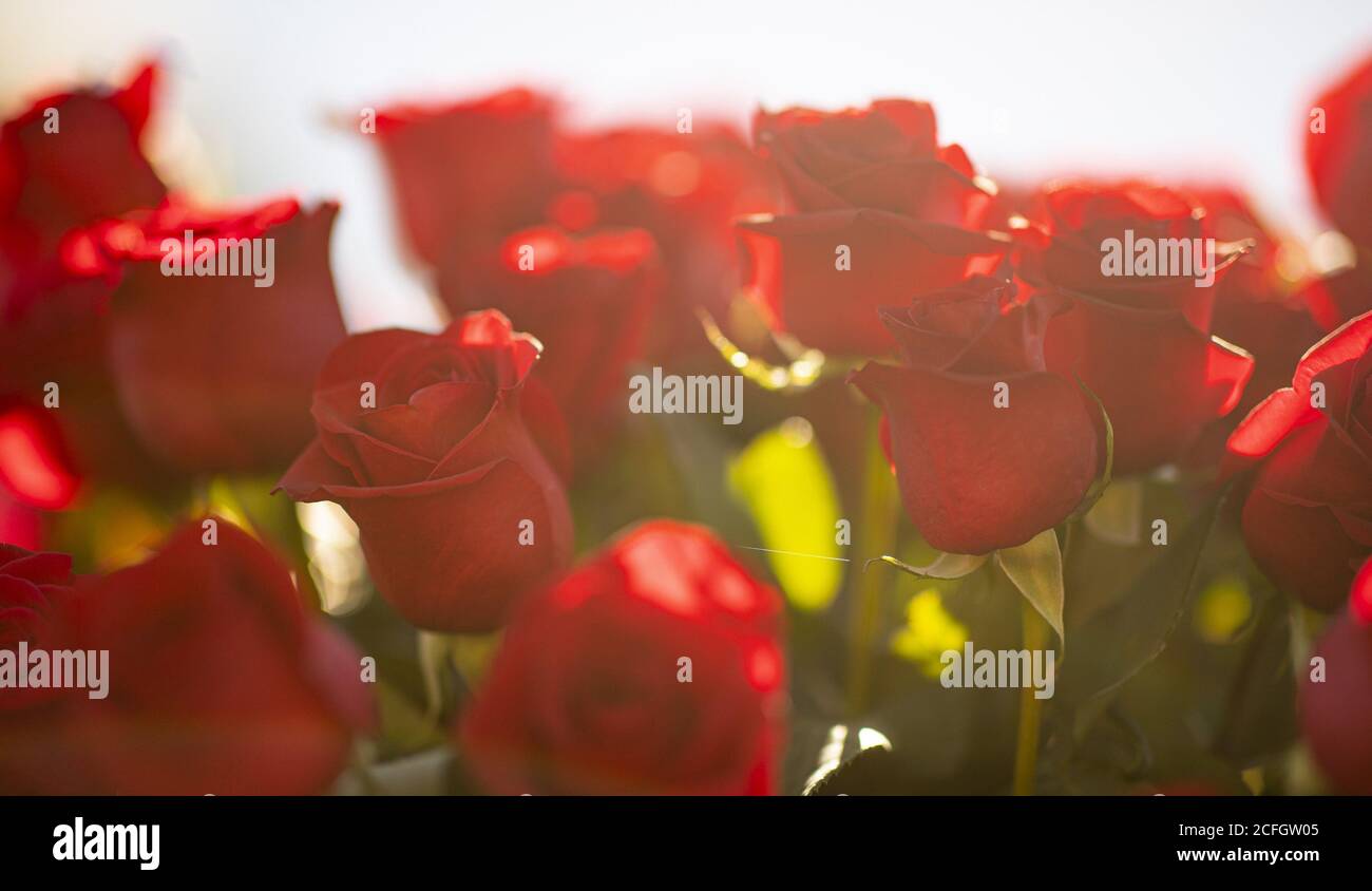 Kentucky derby winners circle hires stock photography and images Alamy