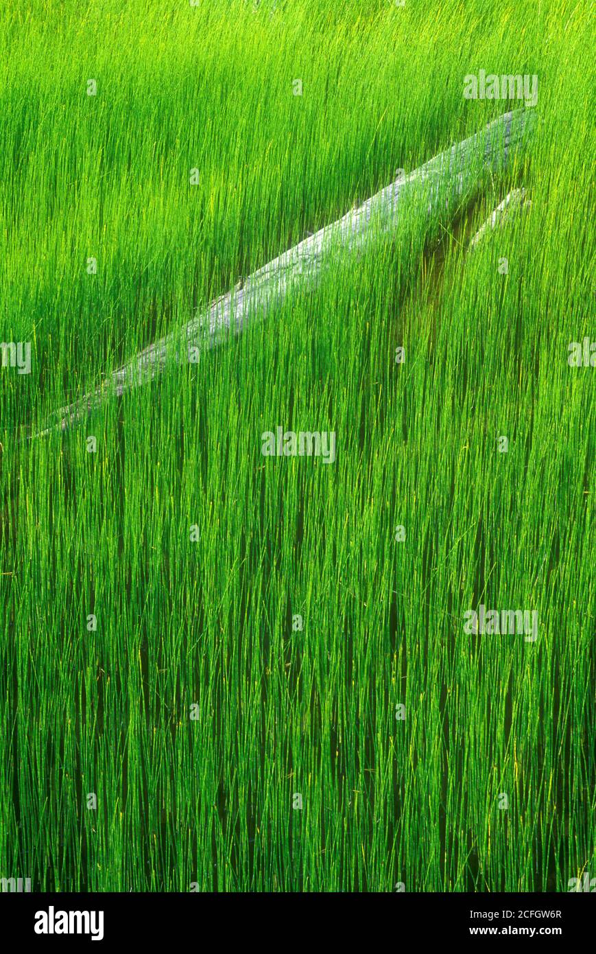 Lake Stuart reeds, Alpine Lakes Wilderness, Wenatchee National Forest, Washington Stock Photo