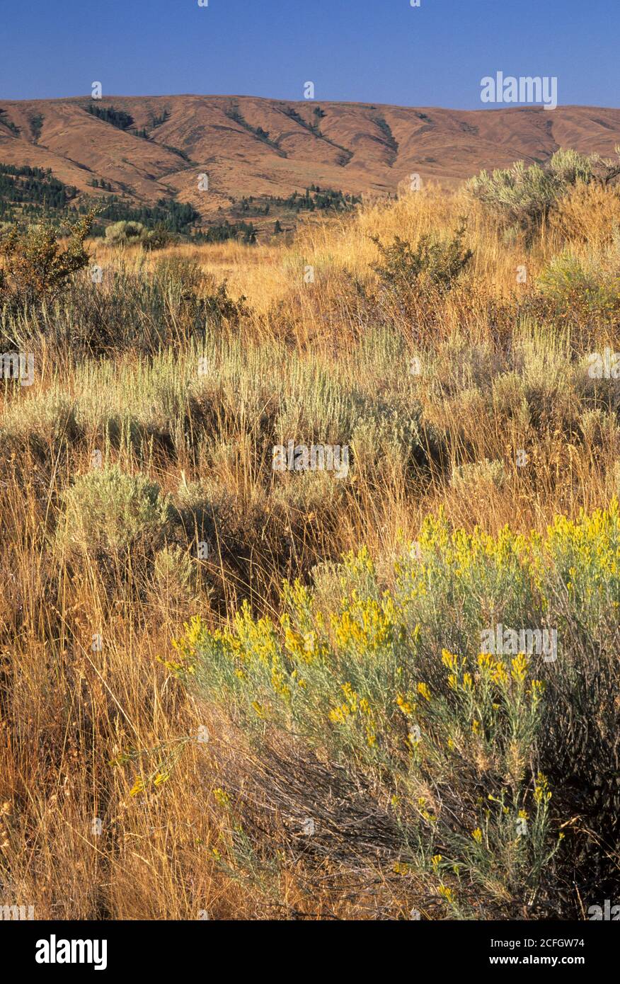 Grassland, Kittitas County, Washington Stock Photo Alamy