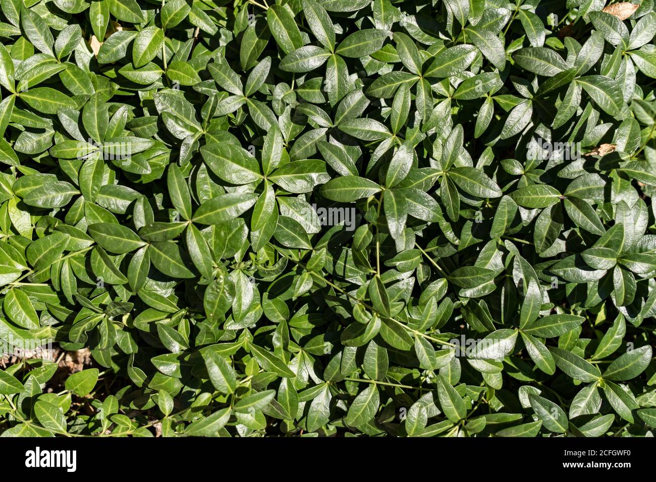 Green leaves pattern background, Natural background and wallpaper Stock ...