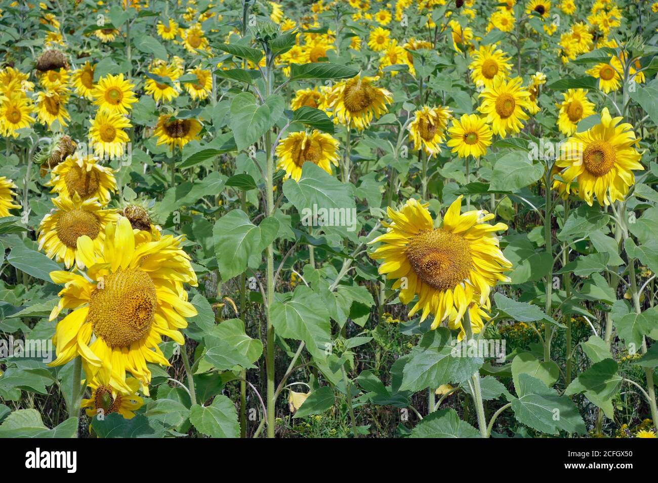 Field of sunflowers, Prince Edward Island, Canada Stock Photo