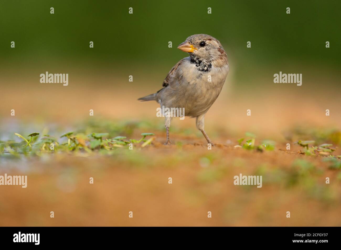House sparrow (Passer domesticus) Stock Photo
