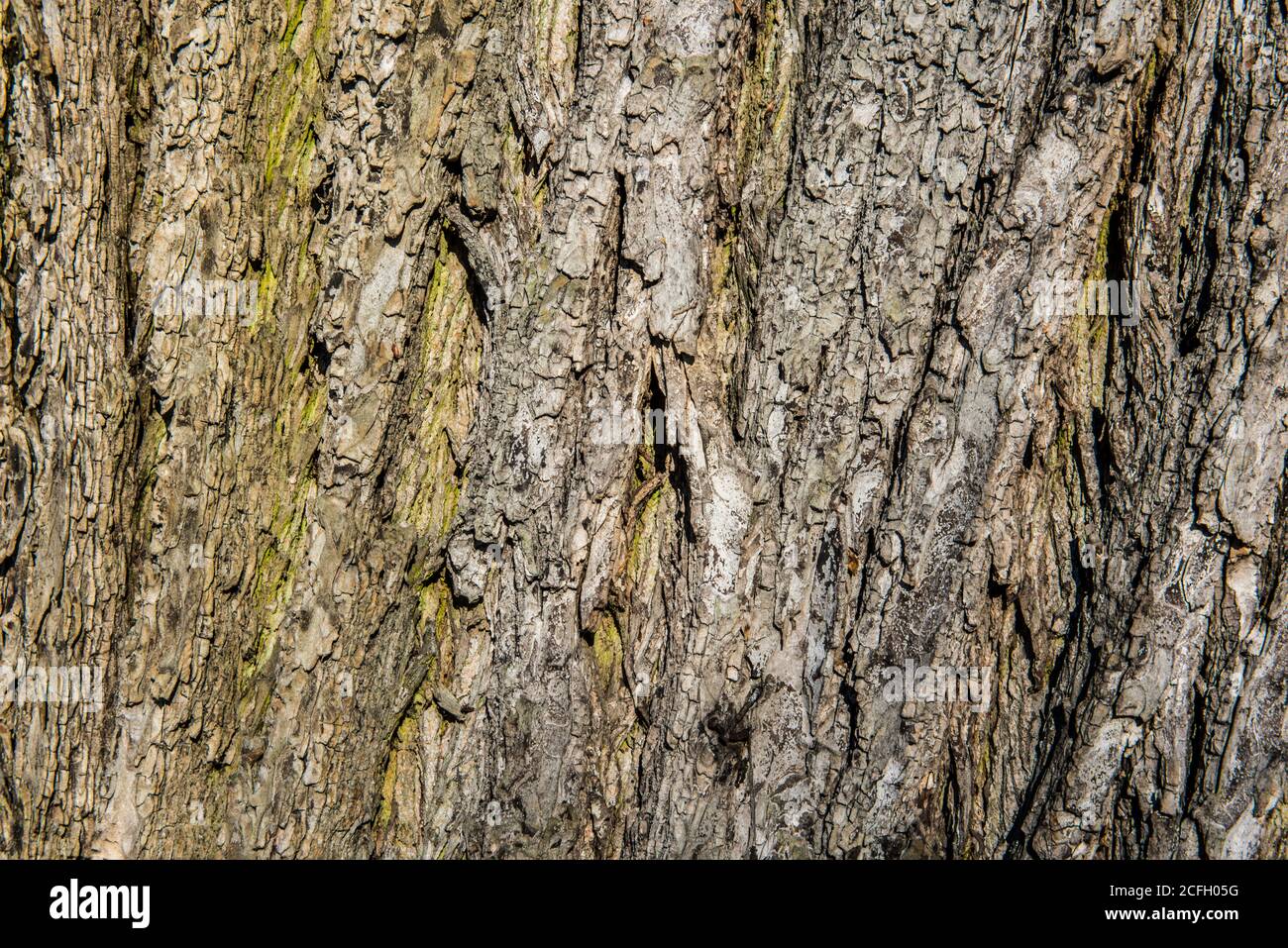 Old Wood Tree Texture Background Pattern Stock Photo - Alamy