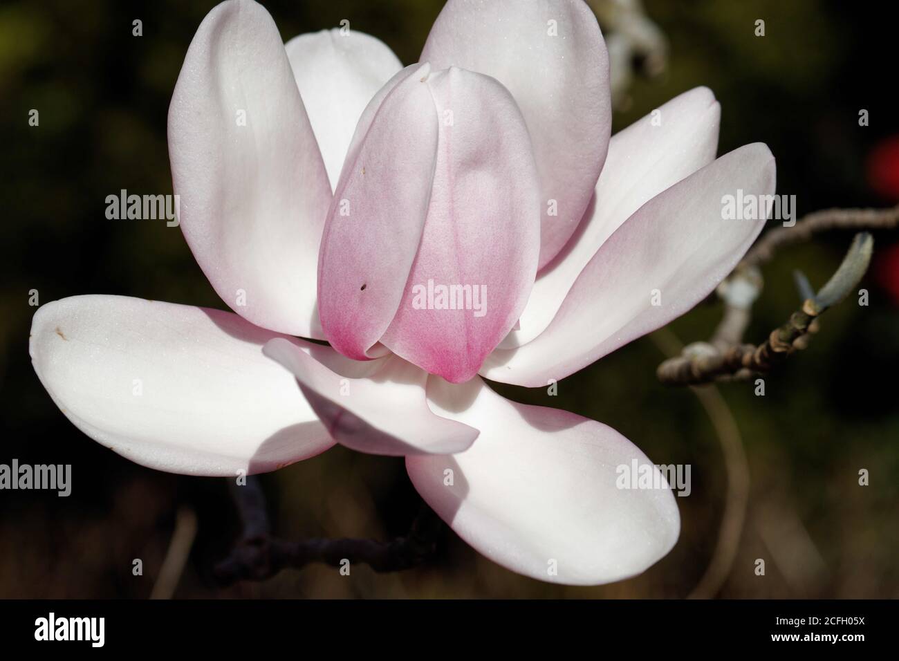 Magnolia campbellii, or Campbell's magnolia, is a species of Magnolia that grows in sheltered valleys in the Himalaya . Stock Photo