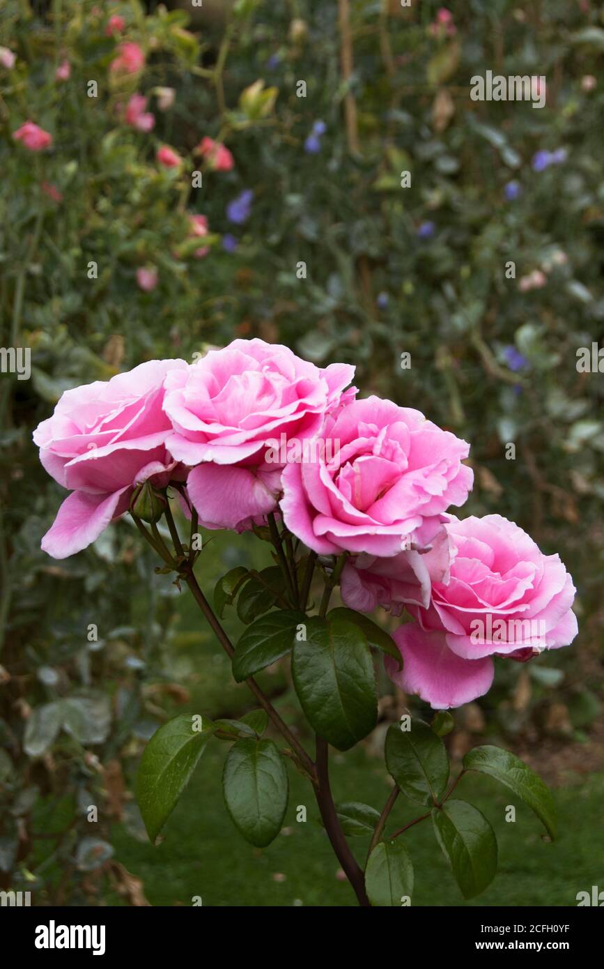Rosa 'Timeless Pink' ? Stock Photo