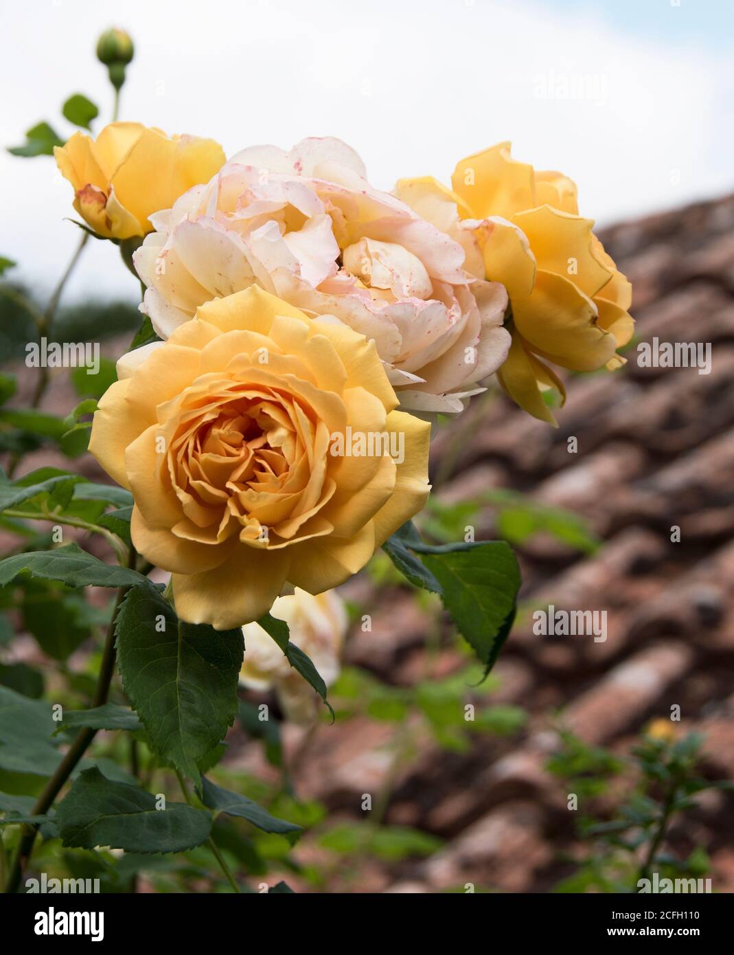 Rosa 'Golden Celebration' Stock Photo