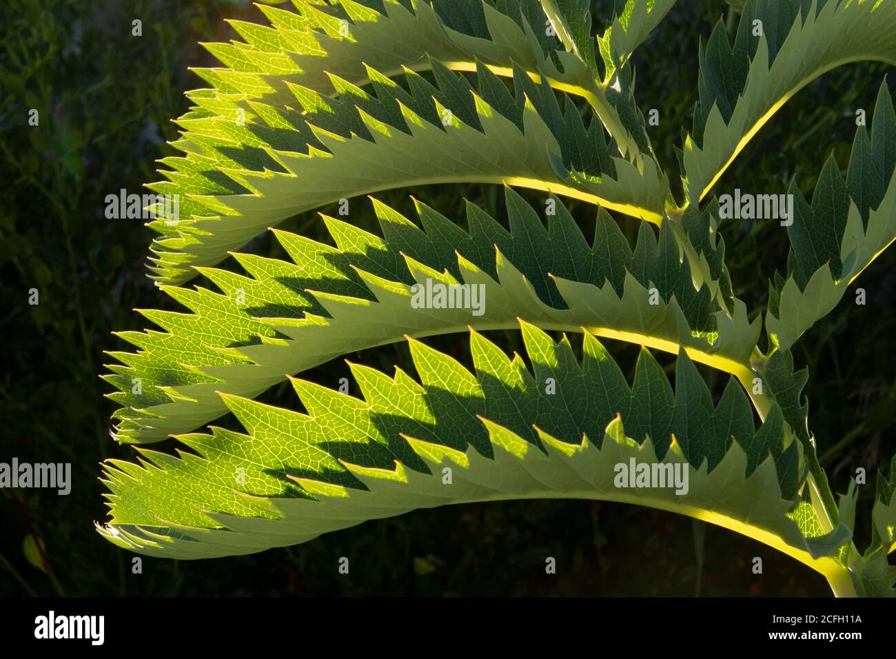 Leaf Patterns, Melianthus major, Honeybush, native to South Africa Stock Photo