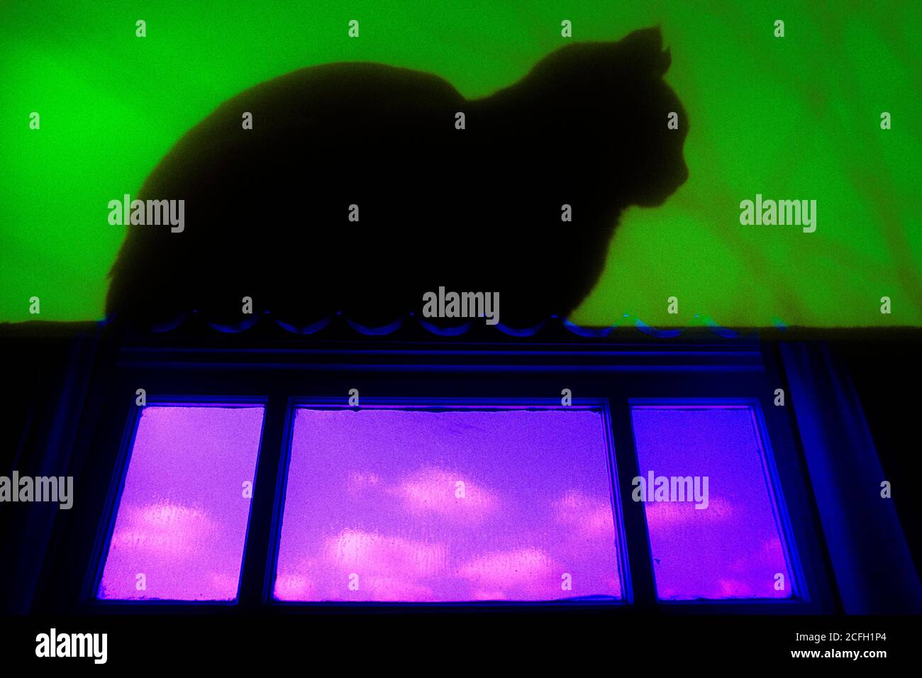 1970s BLACK CAT SITTING ON TOP OF WINDOW GREEN BACKGROUND PURPLE SKY VISIBLE THROUGH WINDOW MOODY DARK SYMBOL  - kc8333 GER002 HARS CONCEPTUAL BLACK CAT WITCHCRAFT ARCHITECTURE DETAIL FELINES OCCULT SYMBOLIC VISIBLE ARCHITECTURAL DETAIL CREATURE KITTY MAMMAL GRAPHIC EFFECT OLD FASHIONED Stock Photo