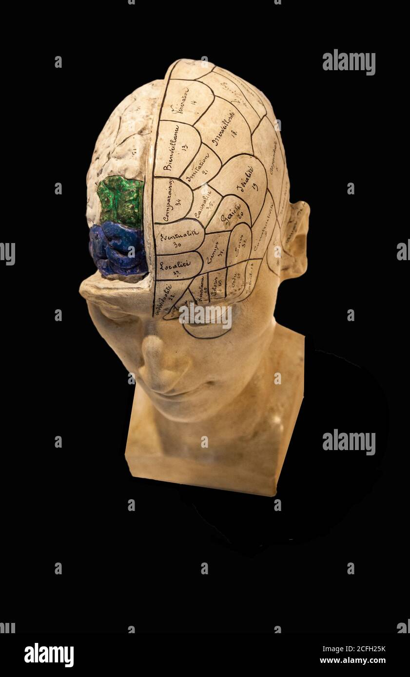 Plaster model of exposed brain. Phrenology is a pseudoscience which involves the measurement of bumps on the skull to predict mental traits. Developed Stock Photo