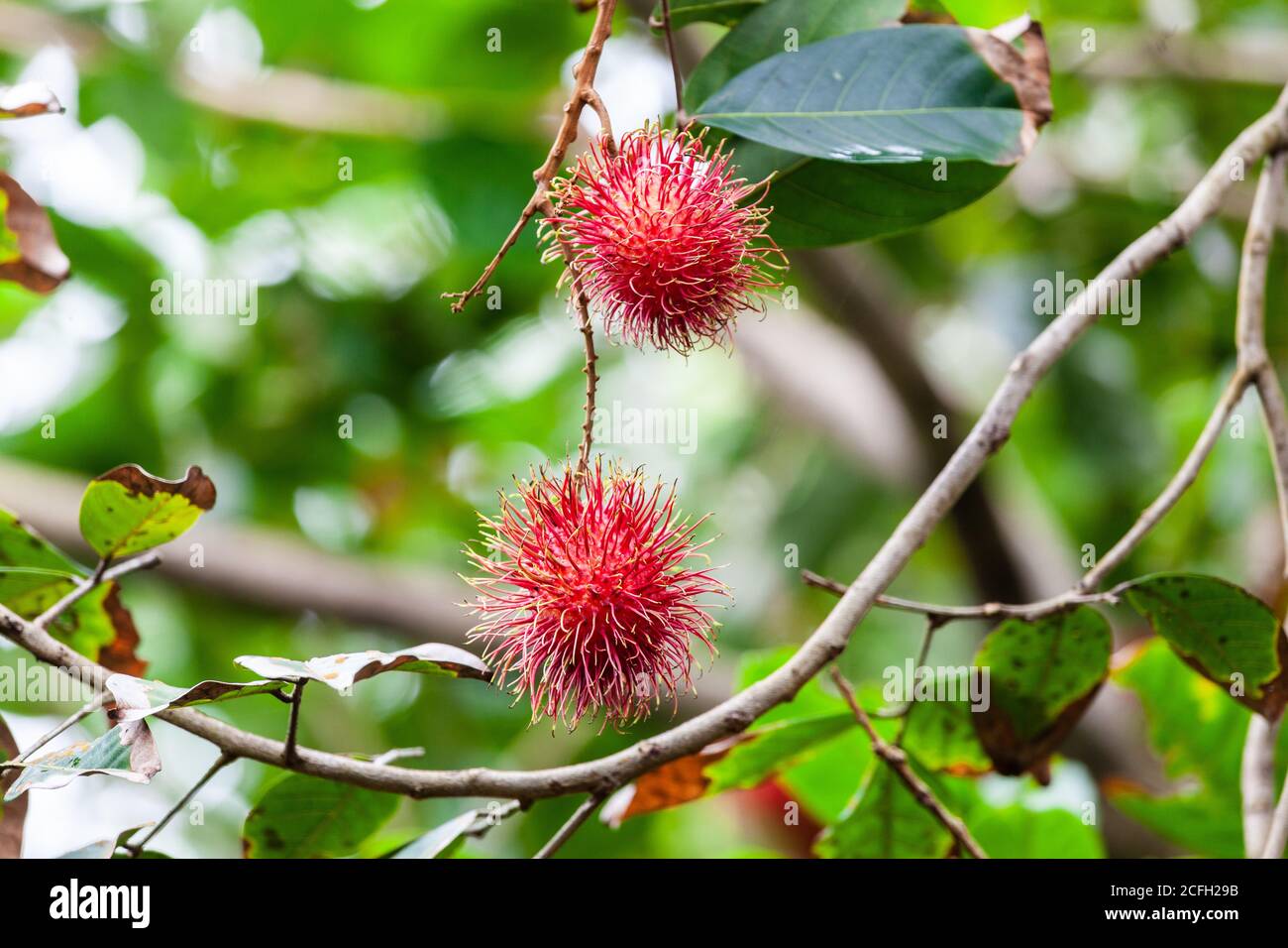 Lychee is the sole member of the genus Litchi in the soapberry family, Sapindaceae. It is a tropical tree native to the Guangdong and Fujian provinces Stock Photo