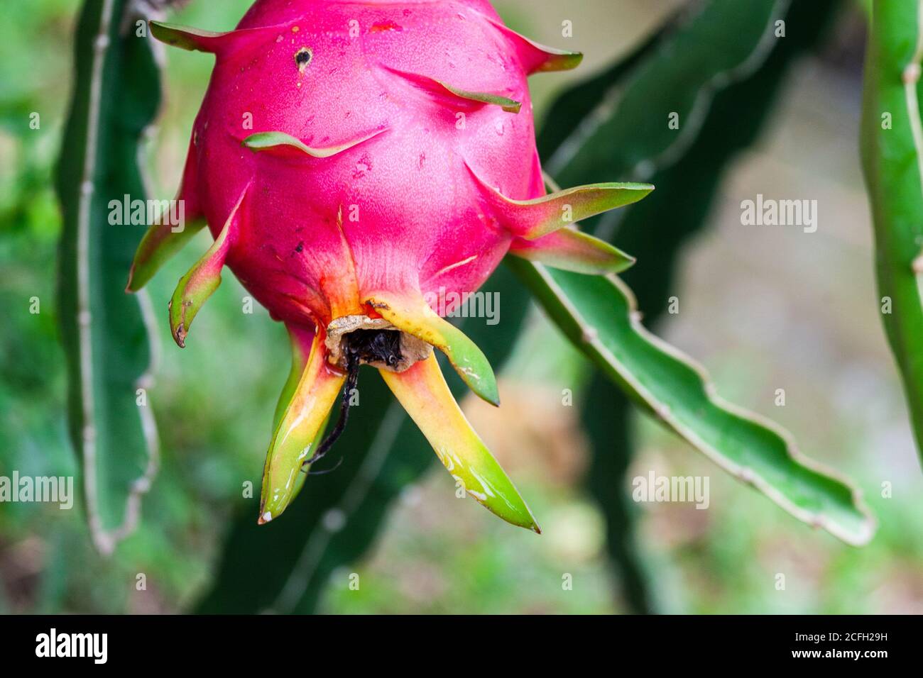 dragon fruit or pitaya grows on a vine popular asian fruit Stock Photo