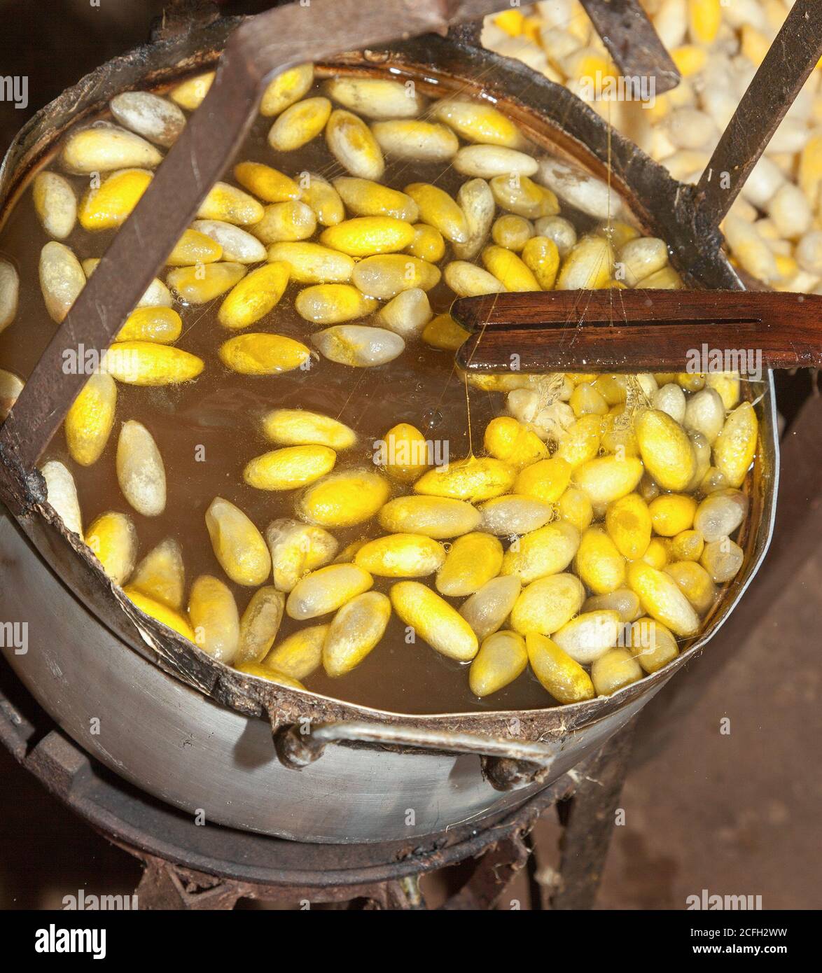 drawing silk from cocoons, scene in silk factory in Cambodia. Silk direct from the cocoons of silk worms. Silk fabric was invented in Ancient China an Stock Photo