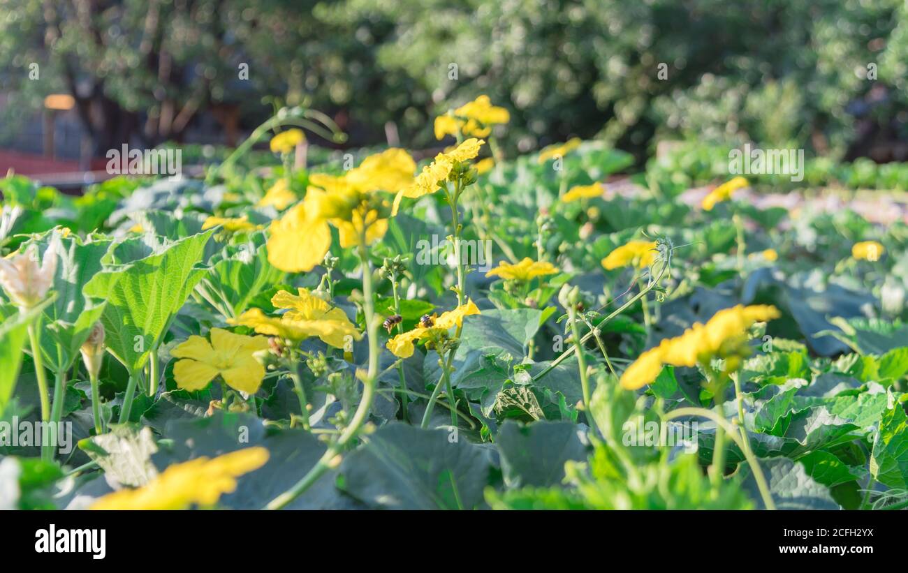 Organic Luffa plant with blossom yellow flowers on pergola at homegrown